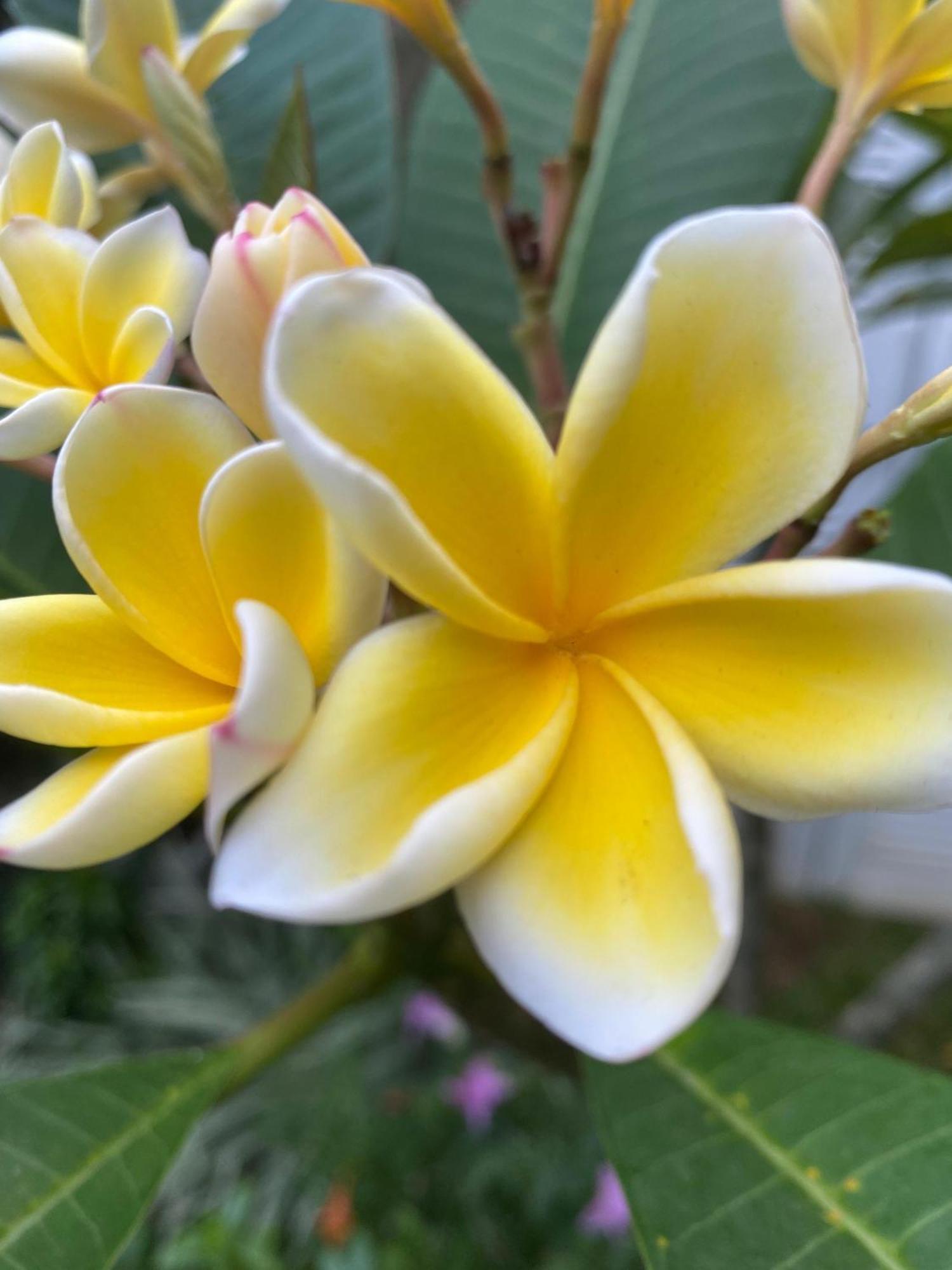 Waasala Leisure Hotel Anuradhapura Kültér fotó